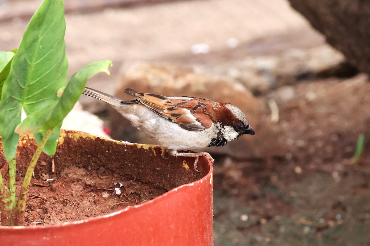 House Sparrow - ML613985577