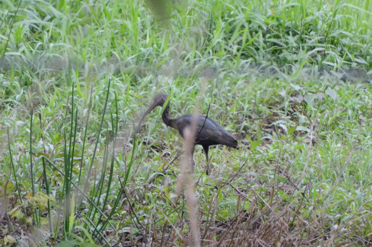 ibis americký - ML613985589