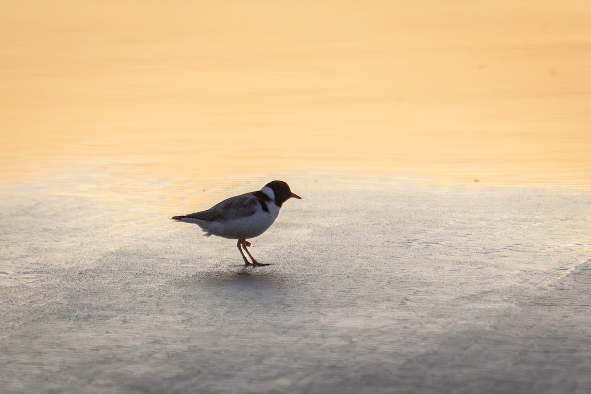 Hooded Plover - ML613985590