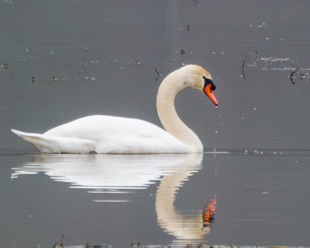 Mute Swan - ML613985606