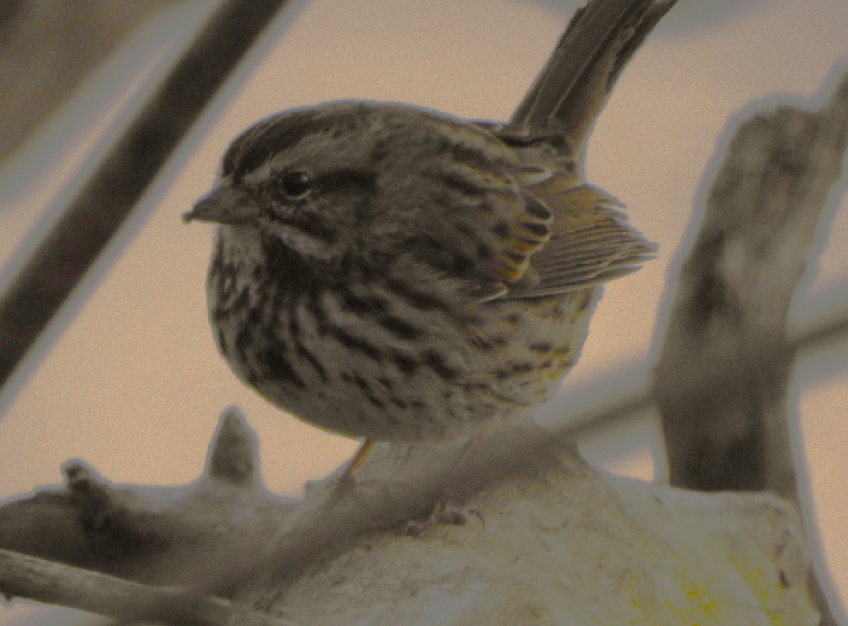 Song Sparrow - Karen McClure