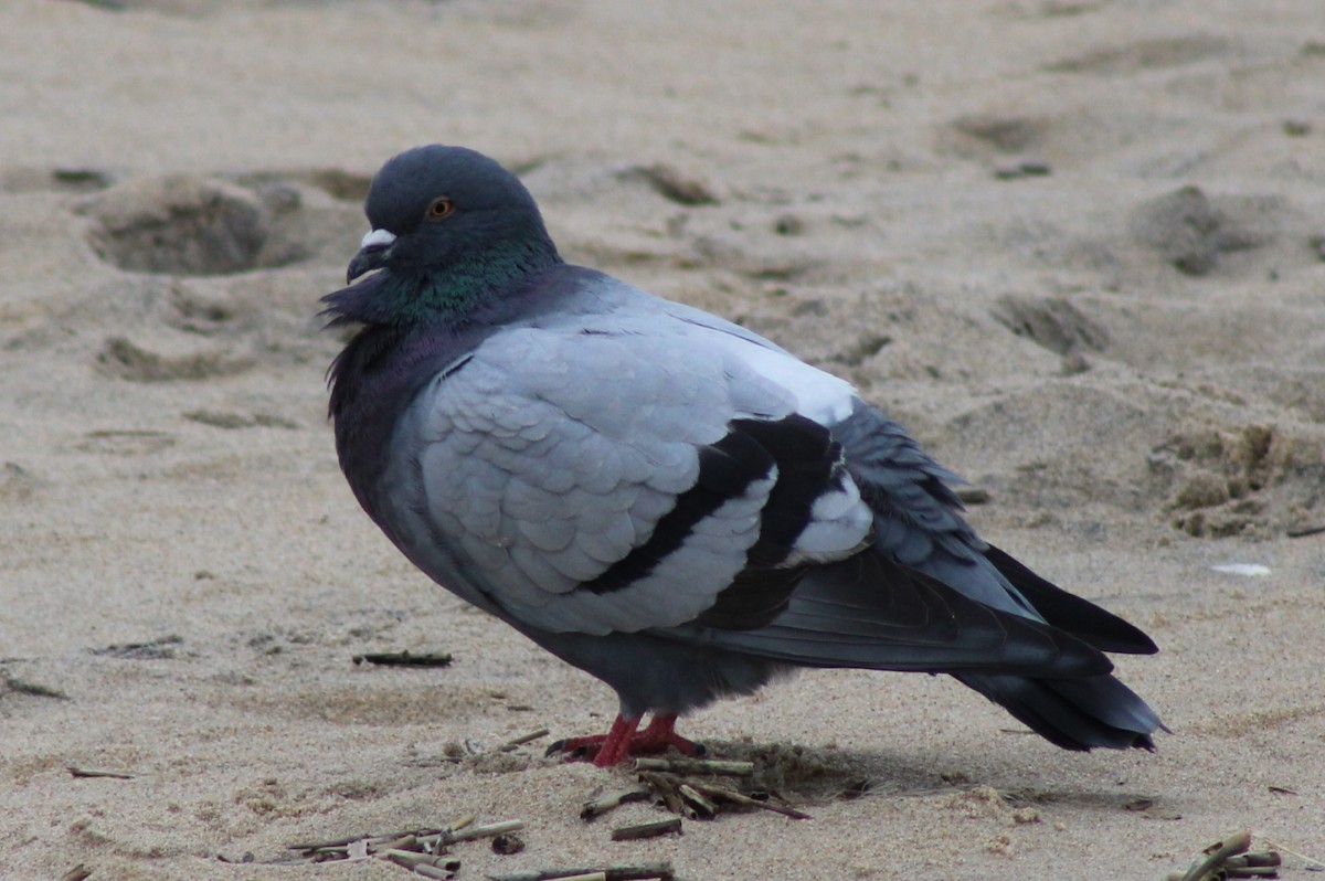 Rock Pigeon (Feral Pigeon) - ML613985645