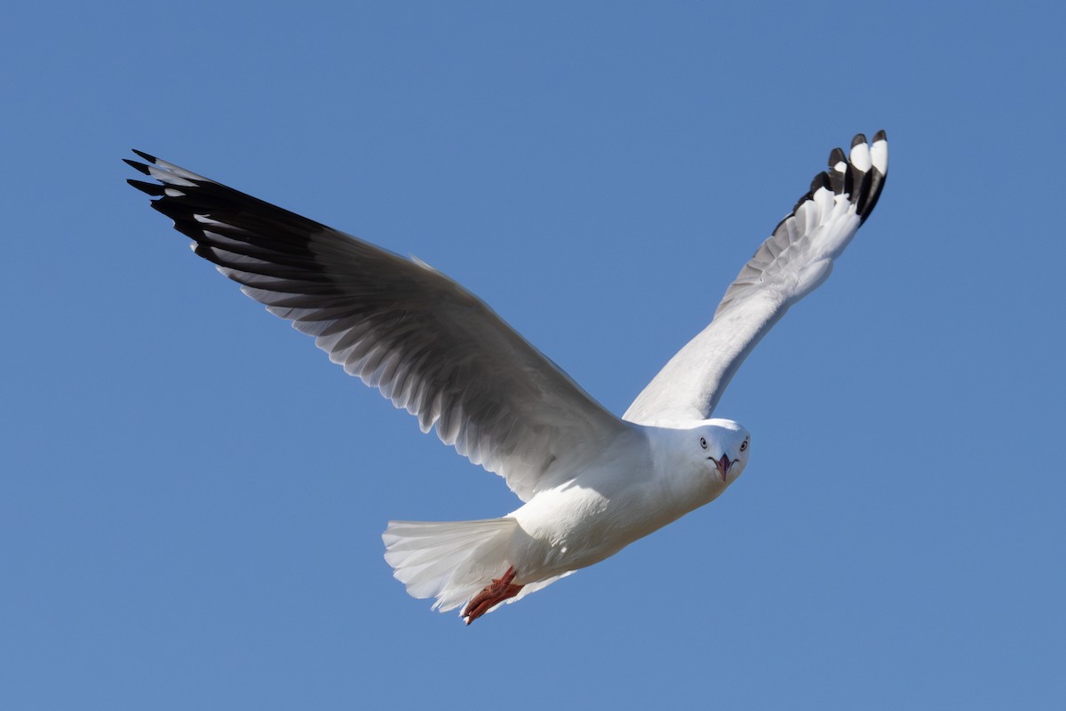 Silver Gull - ML613985666