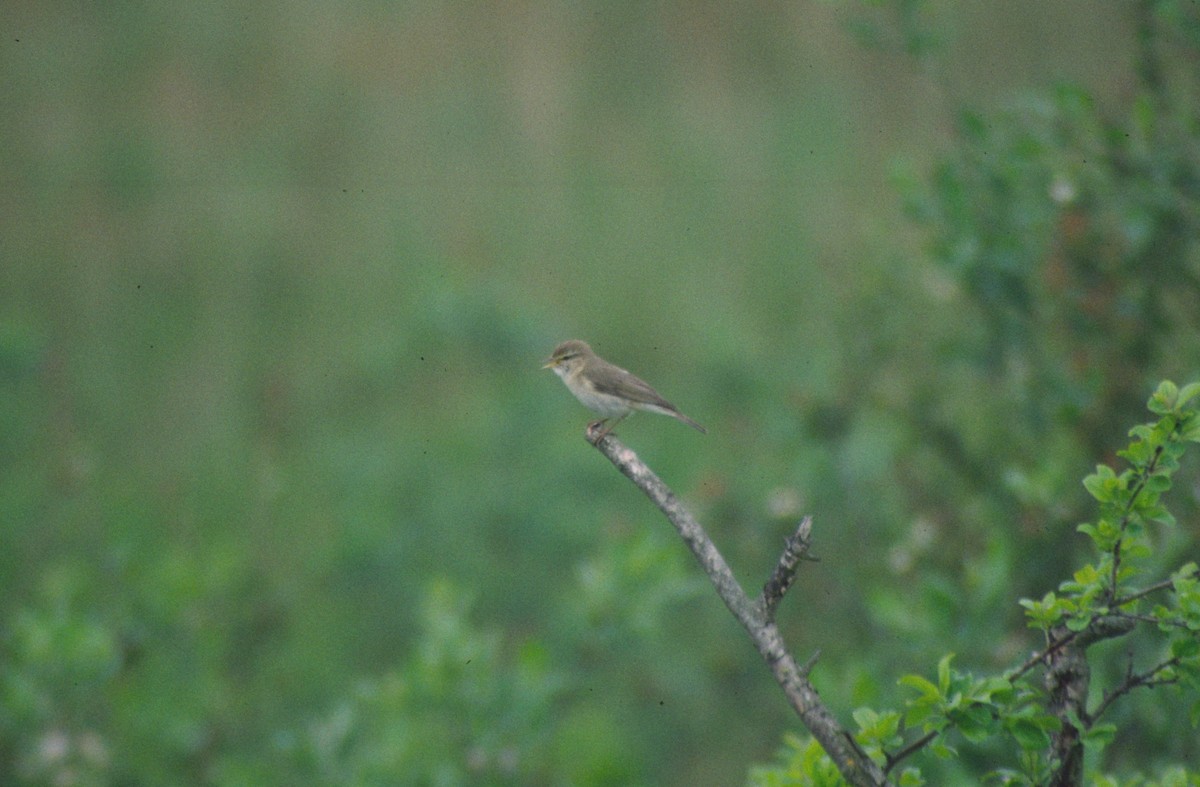 Willow Warbler - ML613985691