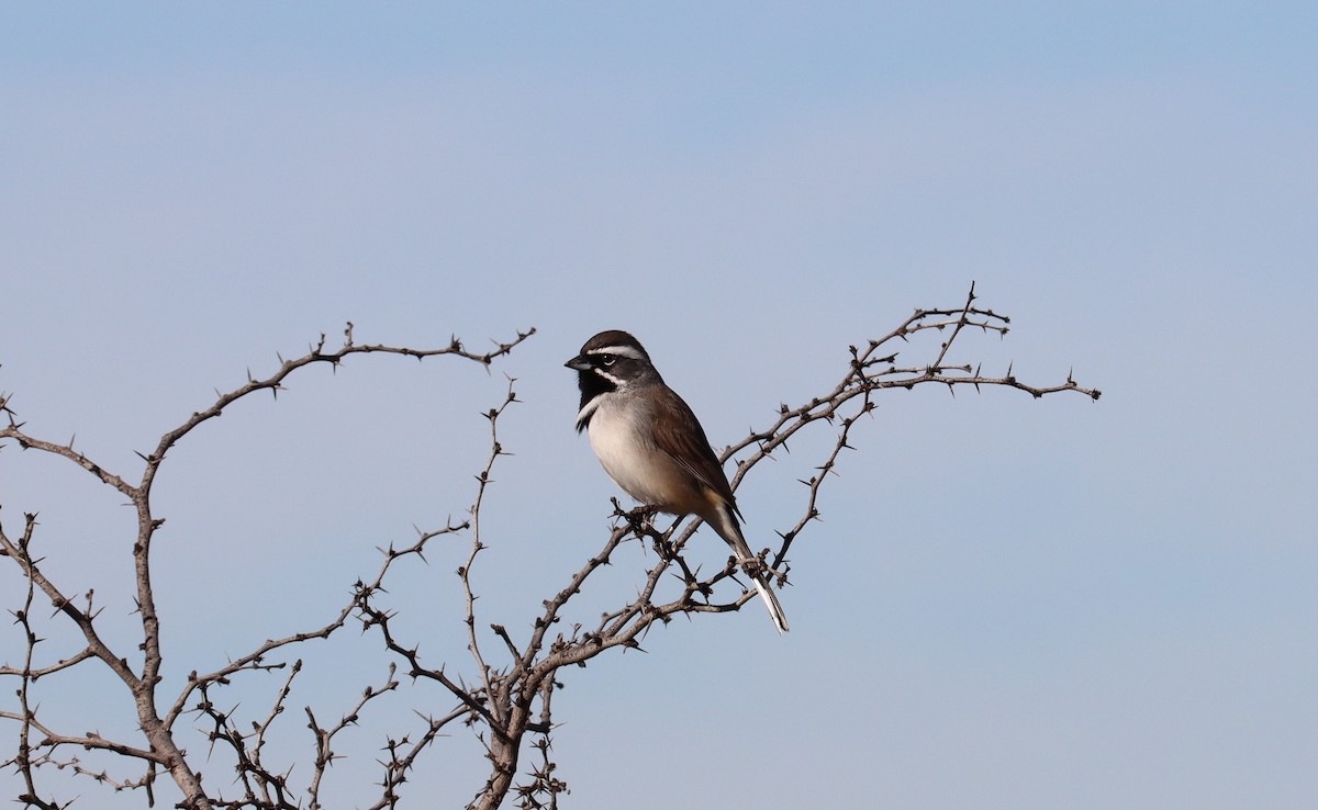 Black-throated Sparrow - ML613985749