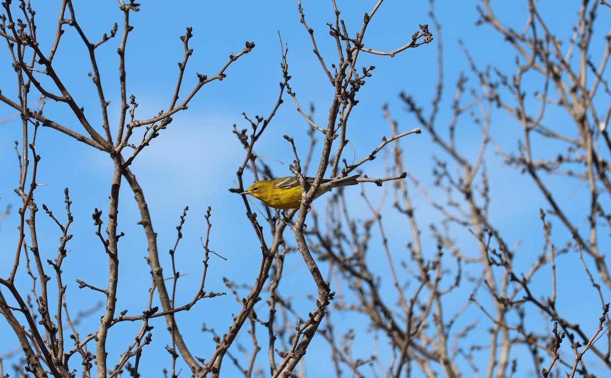 Pine Warbler - ML613985759