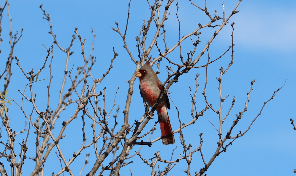 Pyrrhuloxia - ML613985763