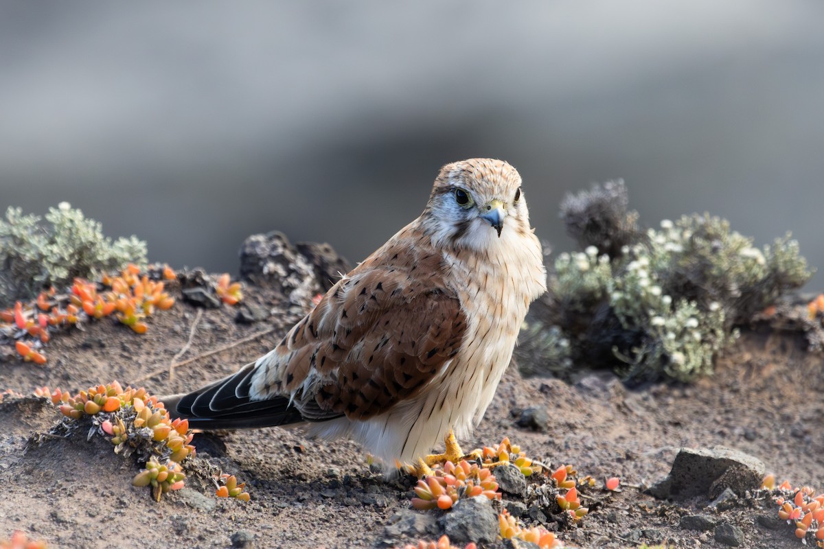 Nankeen Kestrel - ML613985782