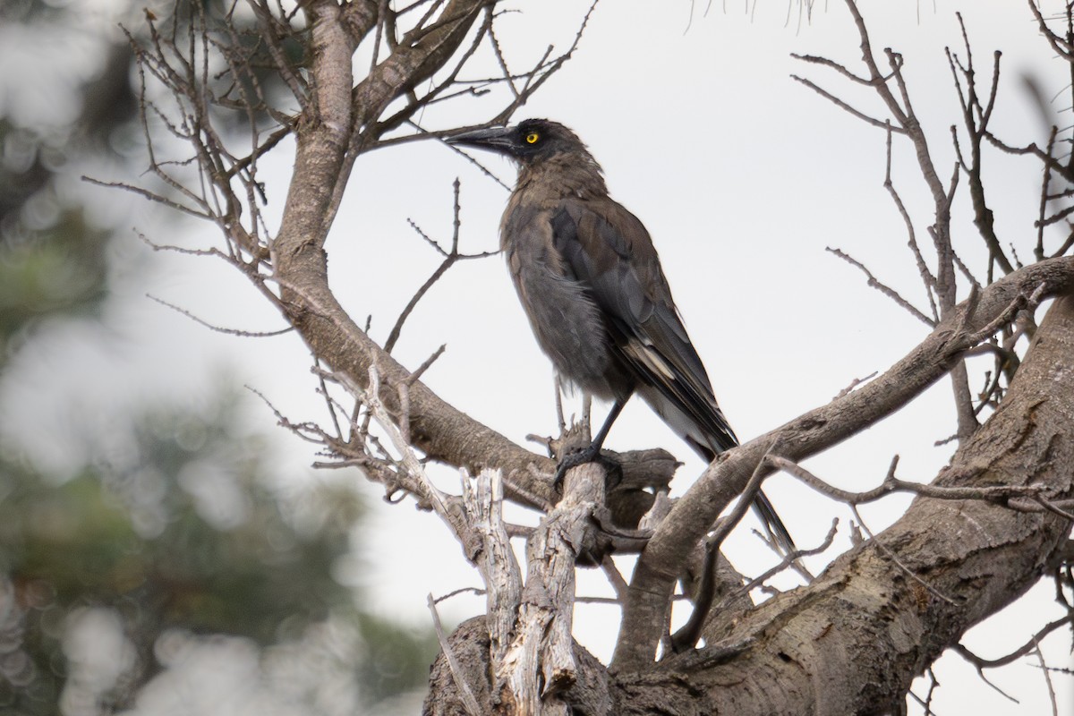 Gray Currawong - ML613985798