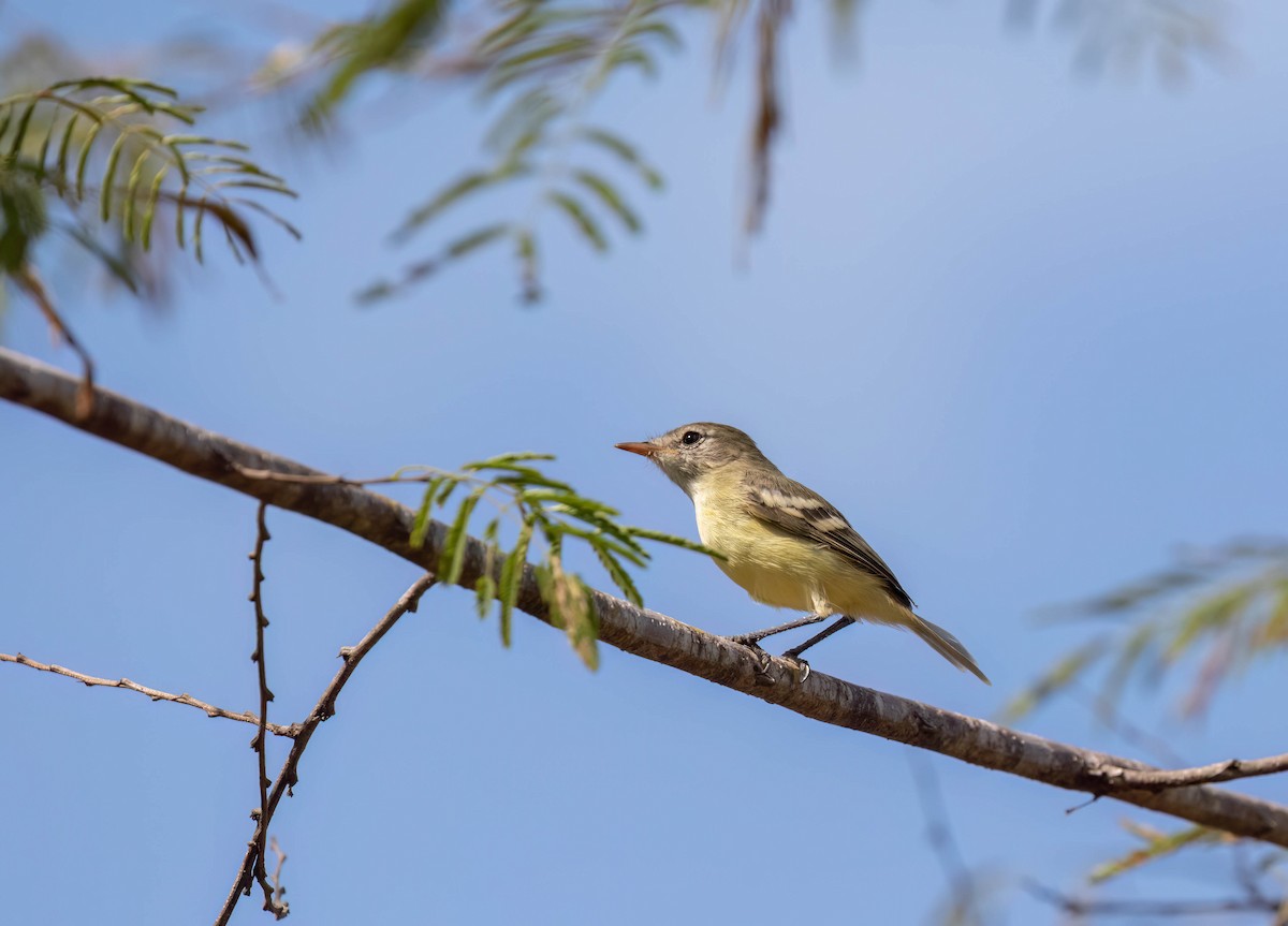 Slender-billed Tyrannulet - ML613985807