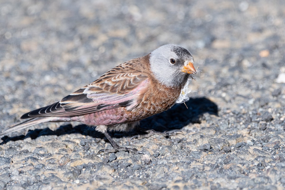 Gray-crowned Rosy-Finch (Hepburn's) - Jacob Miller