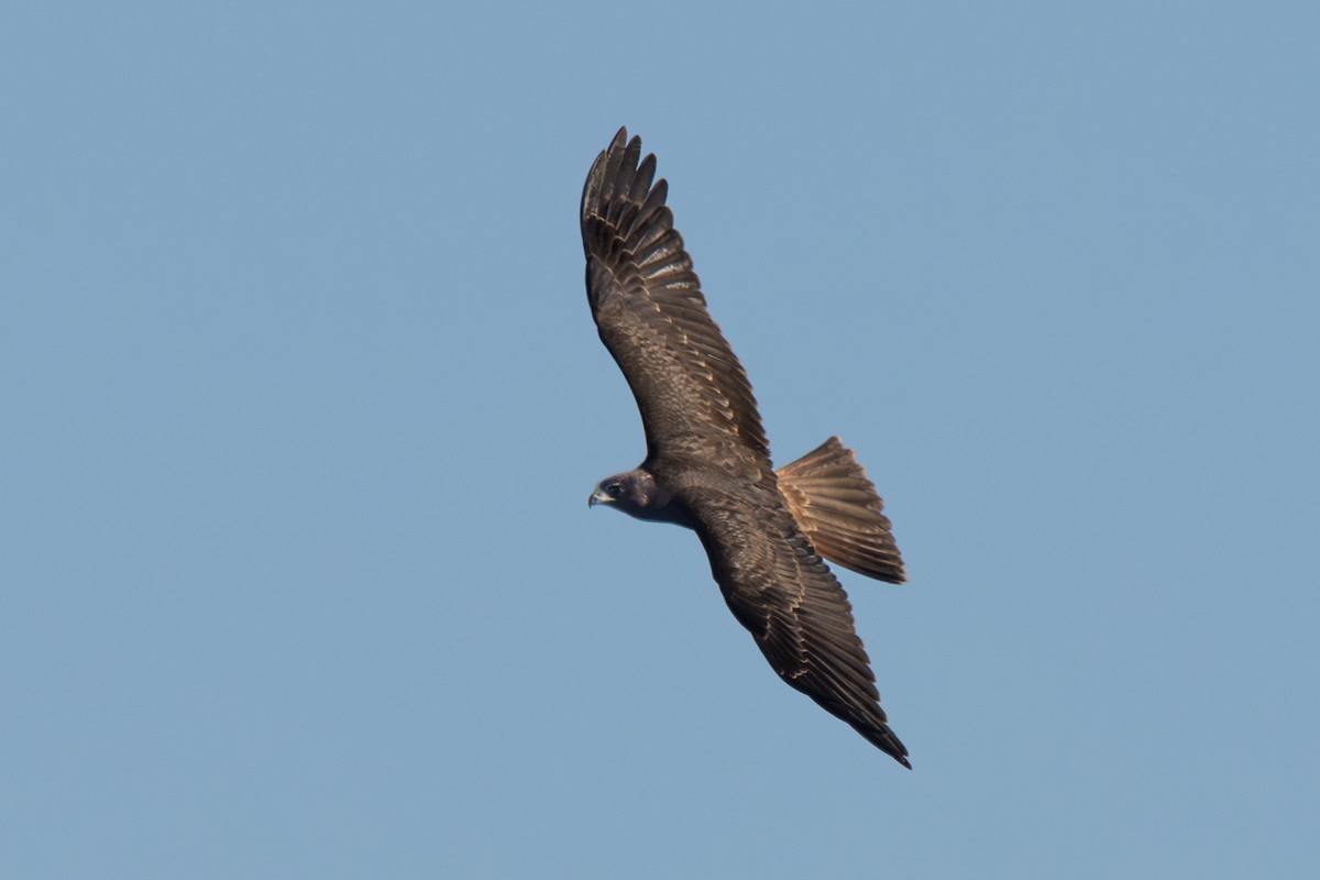 Swamp Harrier - ML613985935