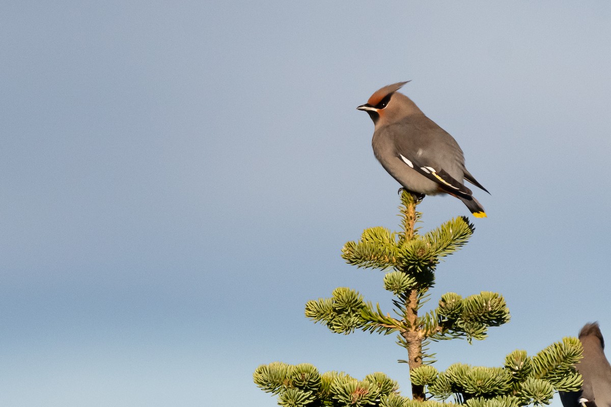 Bohemian Waxwing - ML613985943