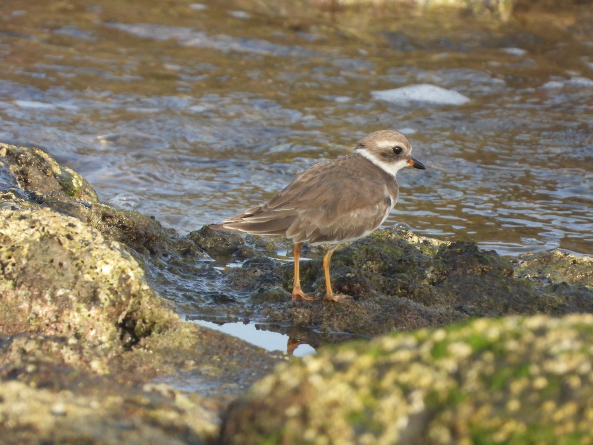 Semipalmated Plover - Miguel Hernández Santana