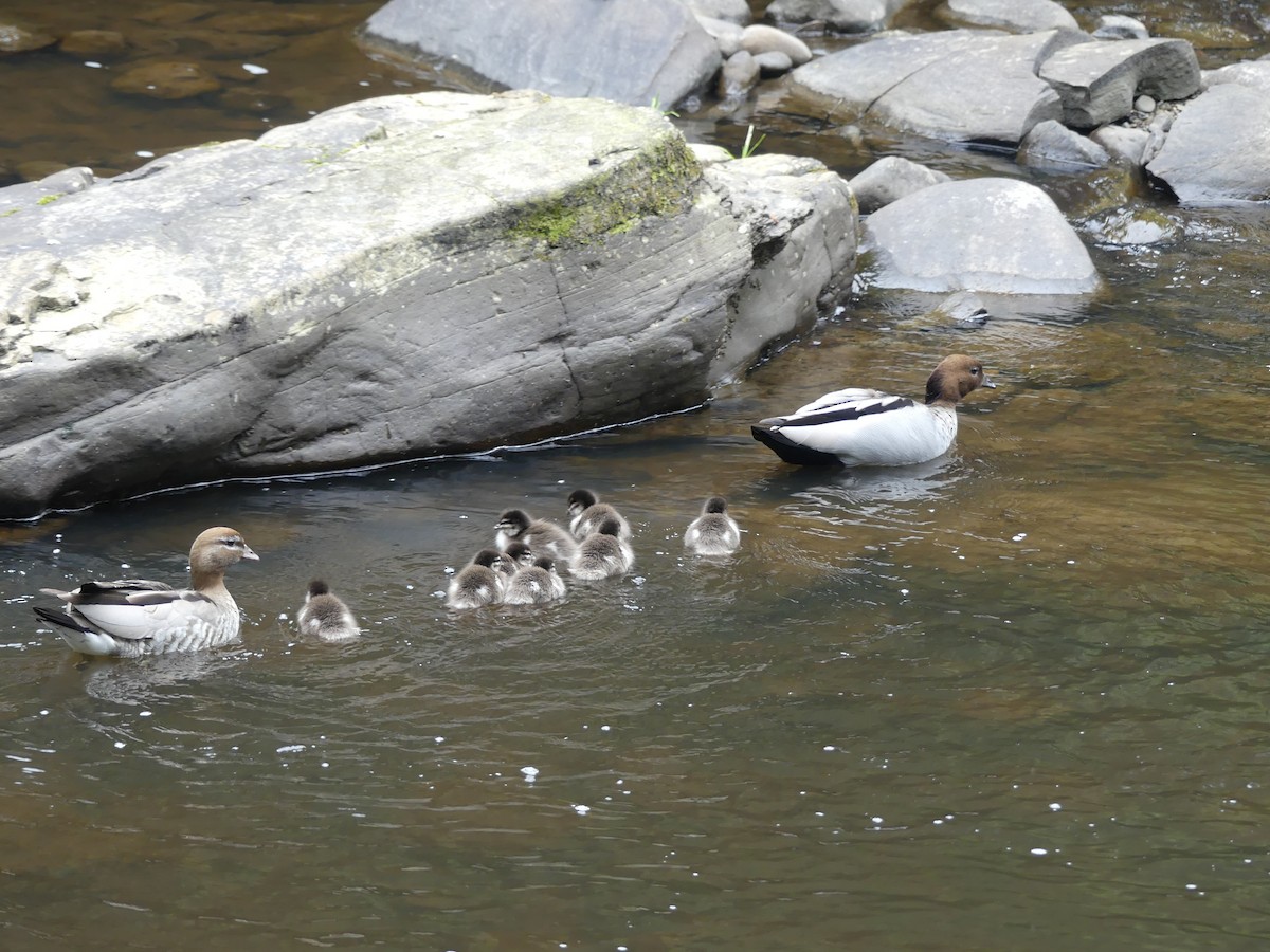 Maned Duck - Guy Michaud