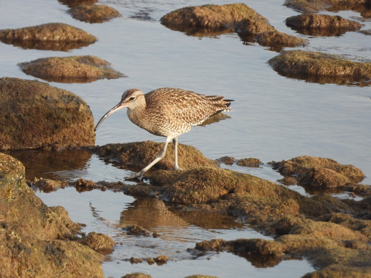 Whimbrel - ML613985991