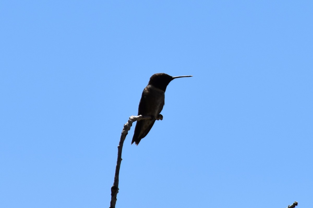 Black-chinned Hummingbird - ML61398601