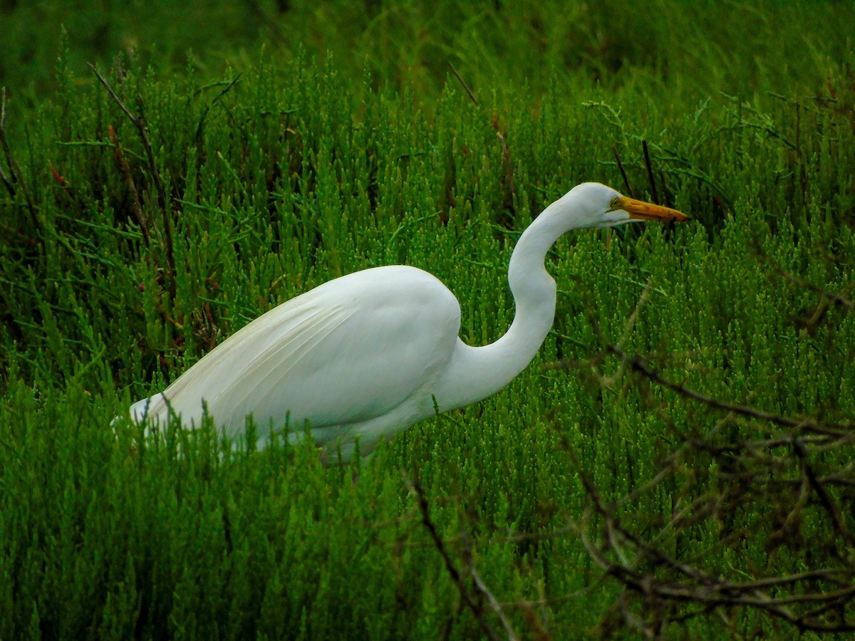 Great Egret - Jose pablo Pavez farias