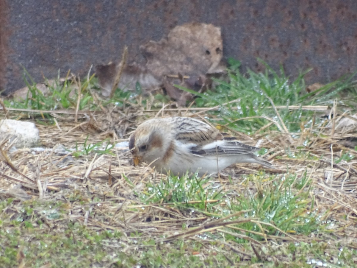 Snow Bunting - ML613986047