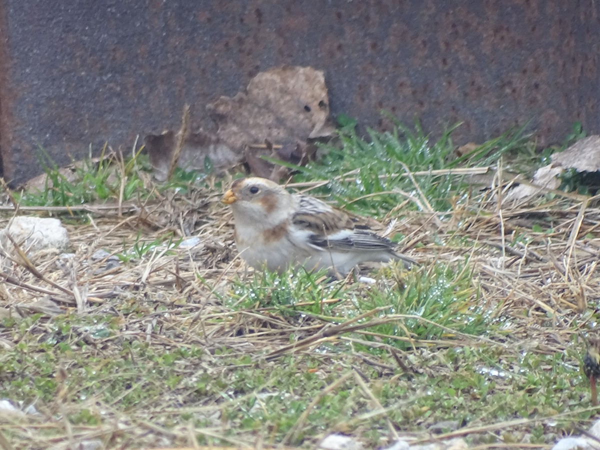 Snow Bunting - Sally Isacco