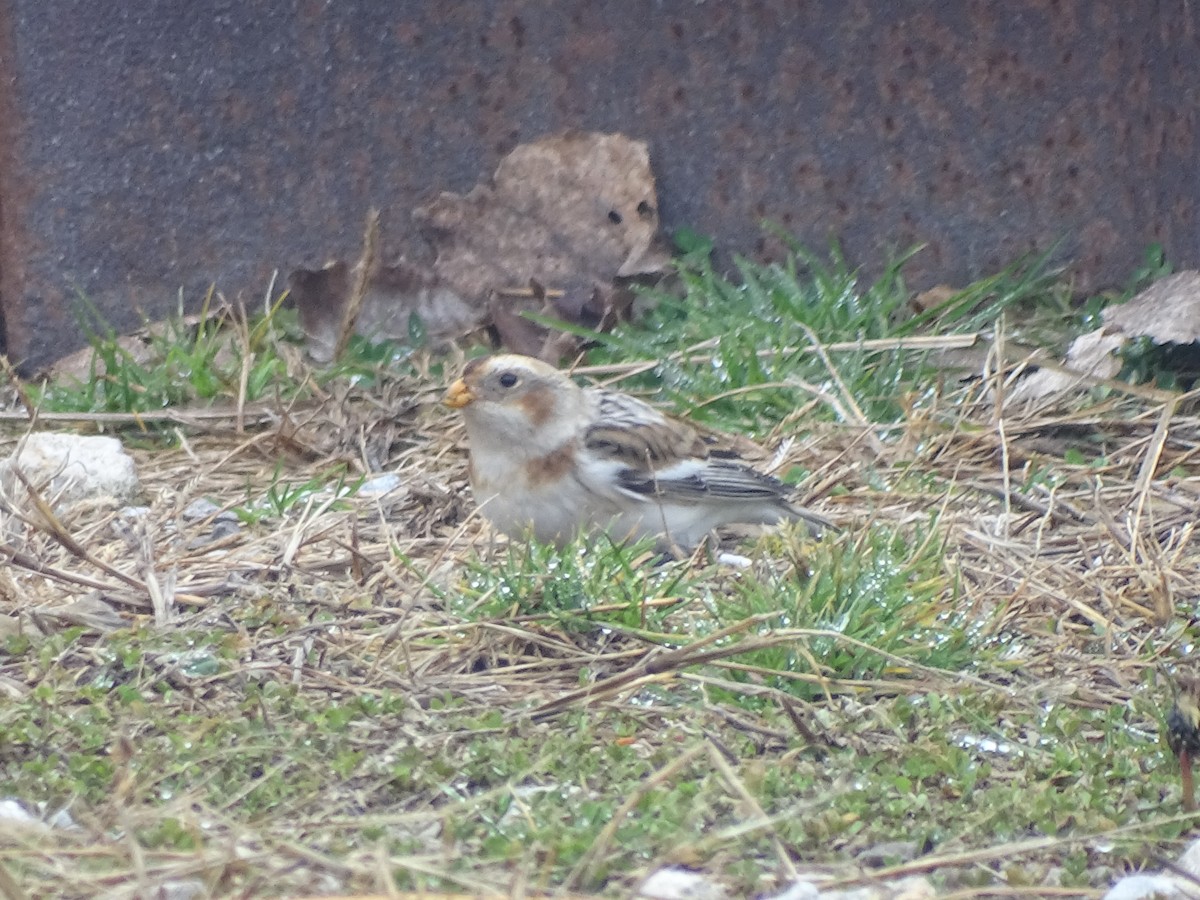 Snow Bunting - ML613986048