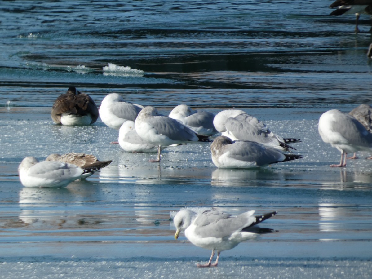 Herring Gull - ML613986062