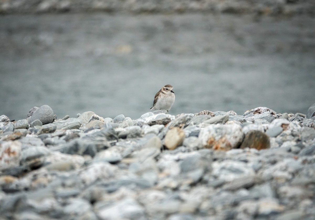 Double-banded Plover - ML613986109