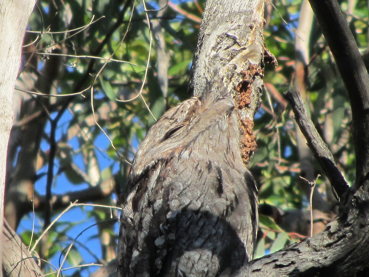 Tawny Frogmouth - ML613986193