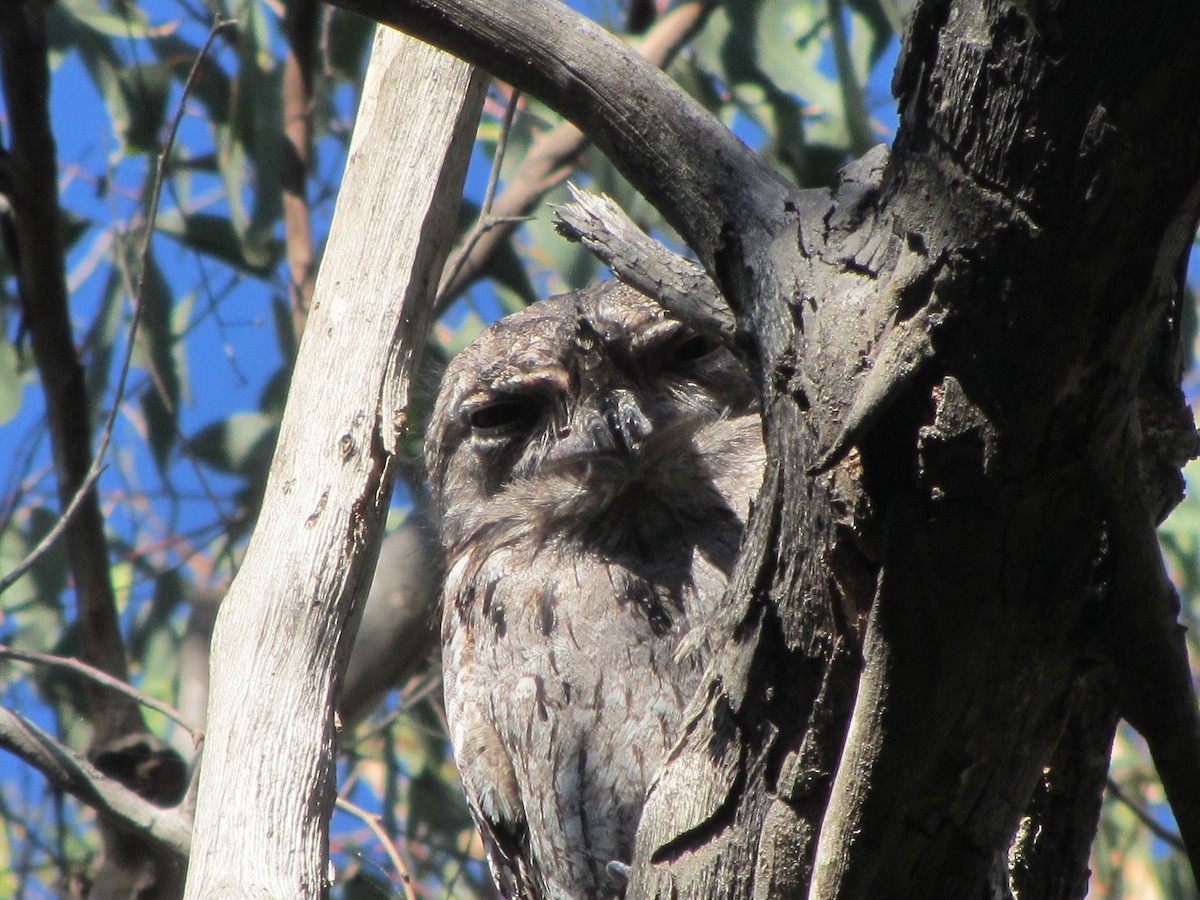 Tawny Frogmouth - ML613986199