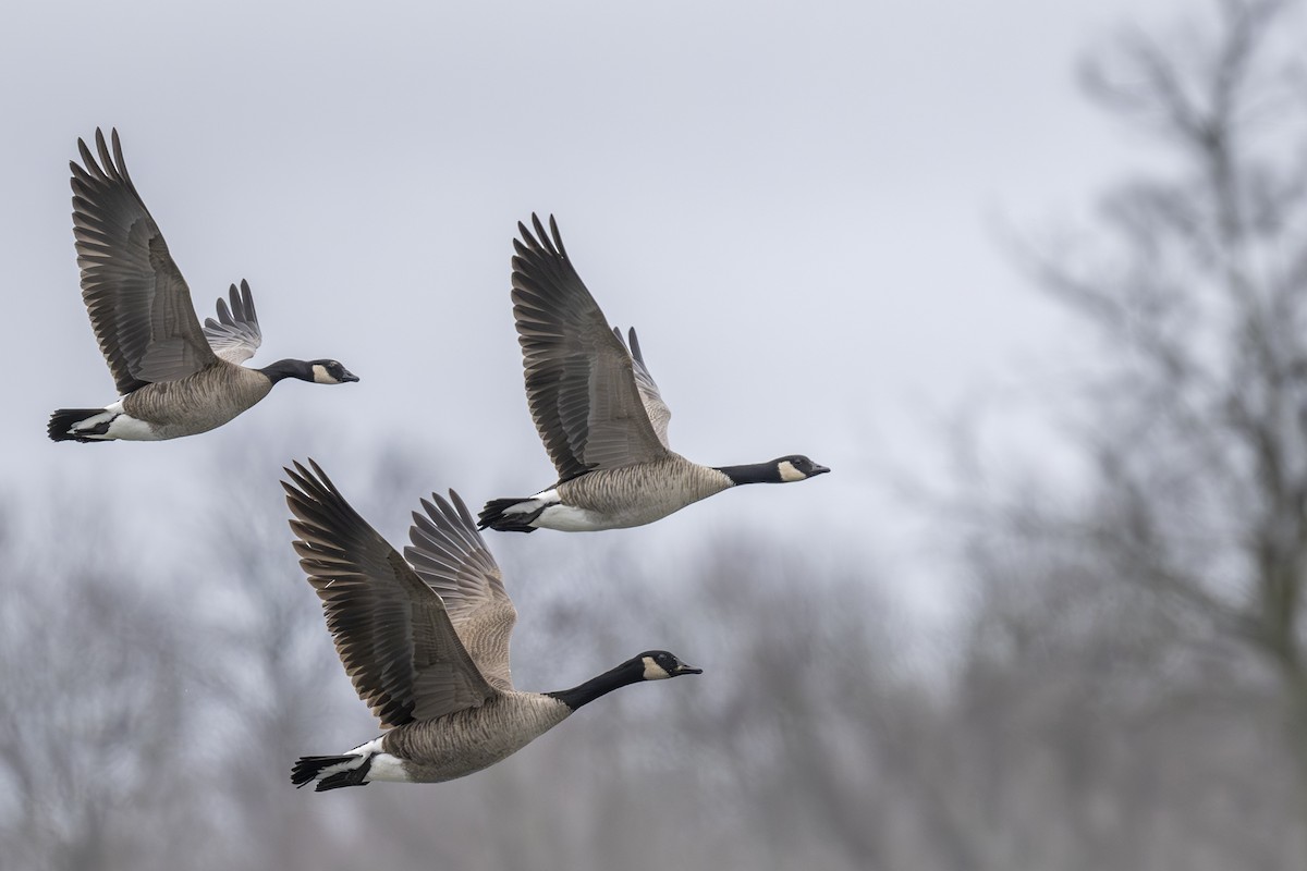 Cackling Goose - Mark Elkins