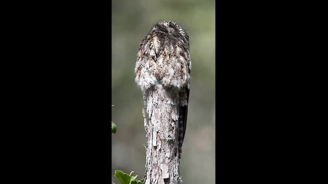 Andean Potoo - ML613986256