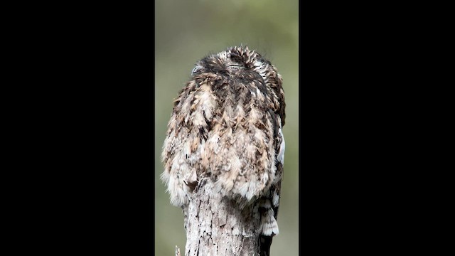Andean Potoo - ML613986258