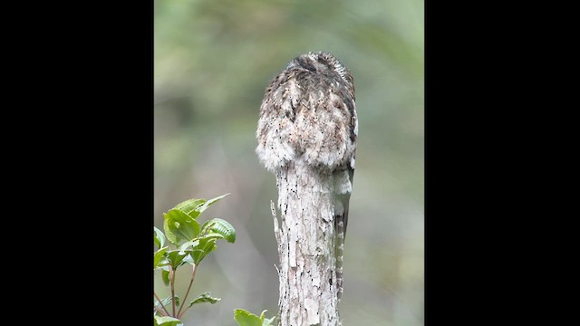 Andean Potoo - ML613986259