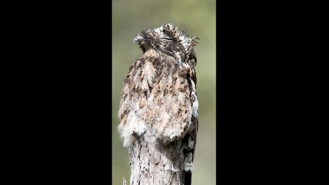 Andean Potoo - ML613986261