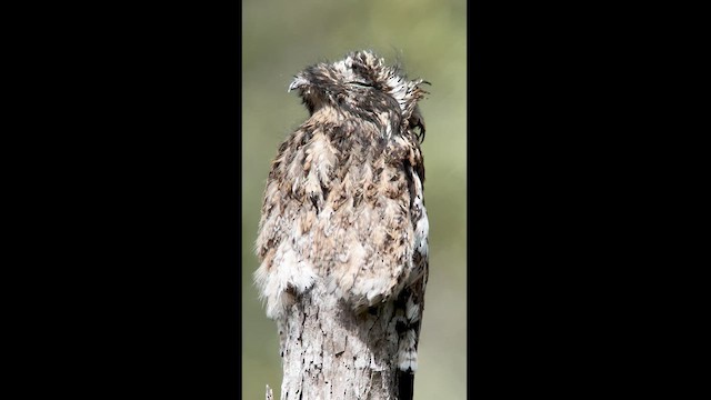 Andean Potoo - ML613986261