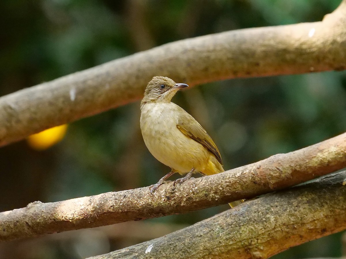 Streak-eared Bulbul - Tim Boucher