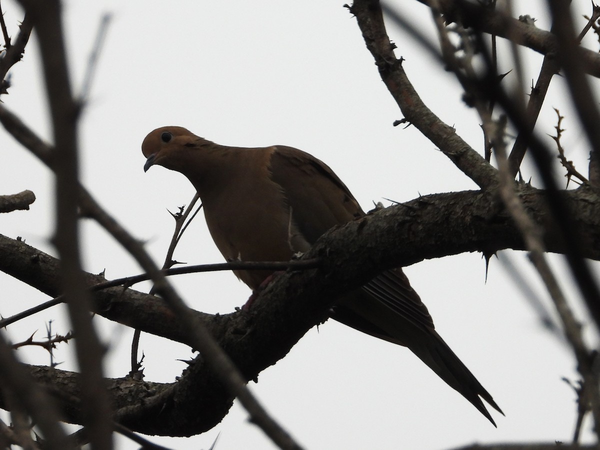 Mourning Dove - ML613986337