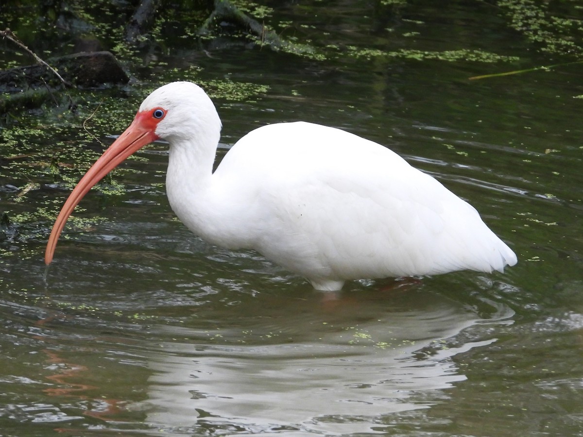 ibis bílý - ML613986362