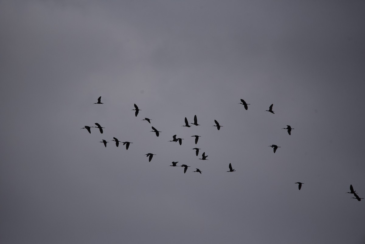 ibis hnědý - ML613986387