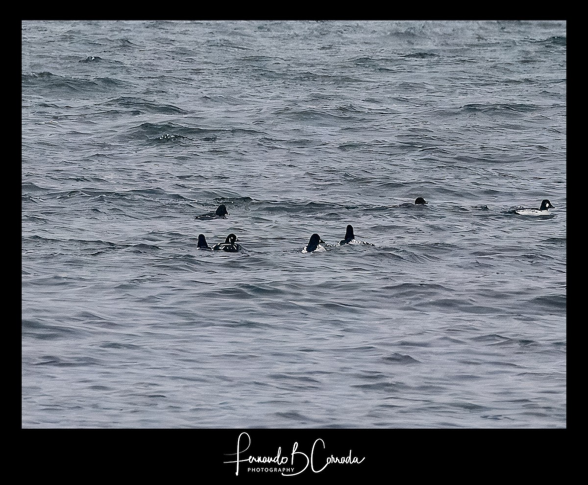 Harlequin Duck - ML613986446