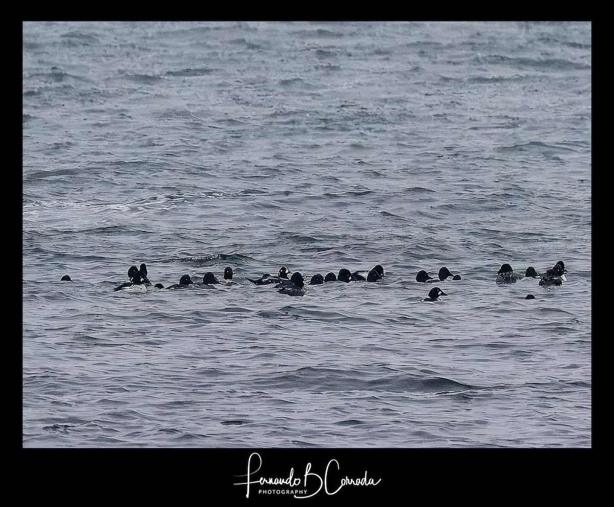 Harlequin Duck - ML613986447