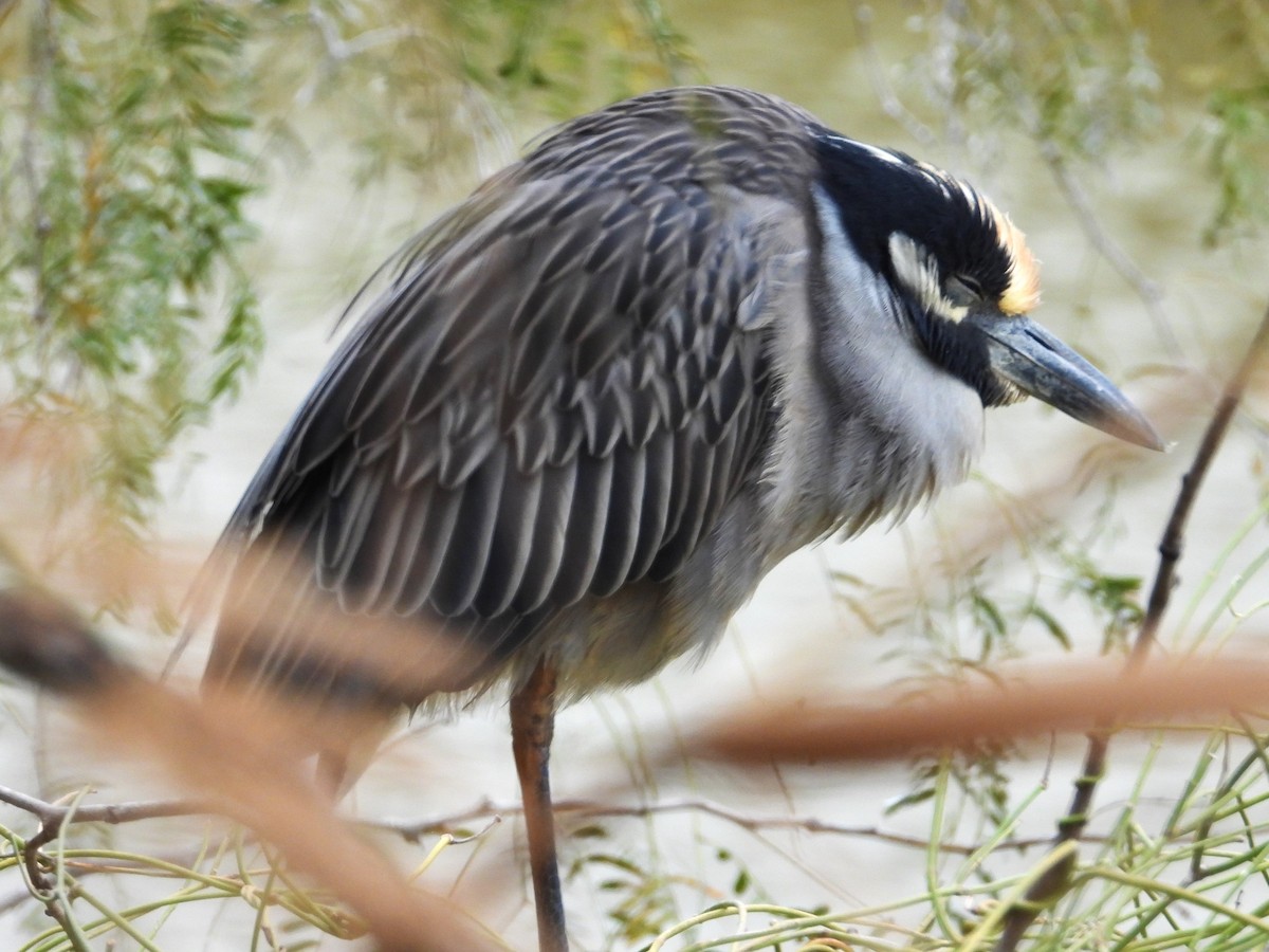 Yellow-crowned Night Heron - ML613986450