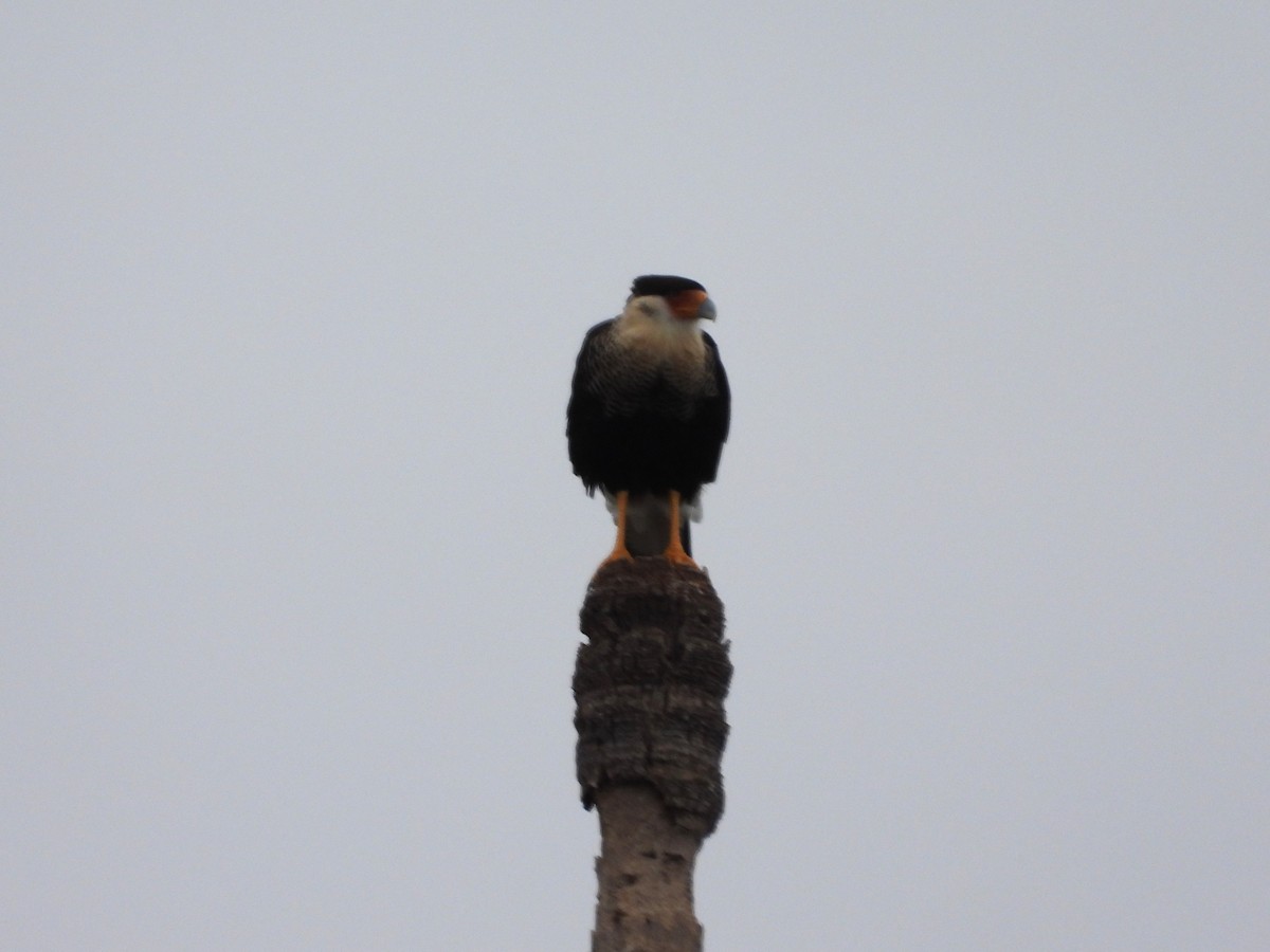 Crested Caracara - ML613986460