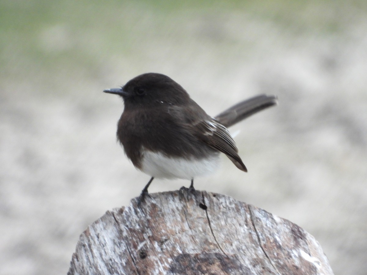 クロツキヒメハエトリ - ML613986465