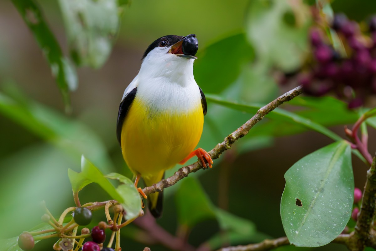 White-collared Manakin - ML613986467