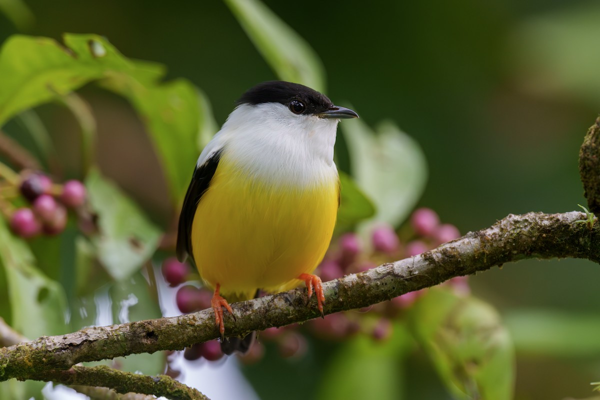 White-collared Manakin - ML613986468