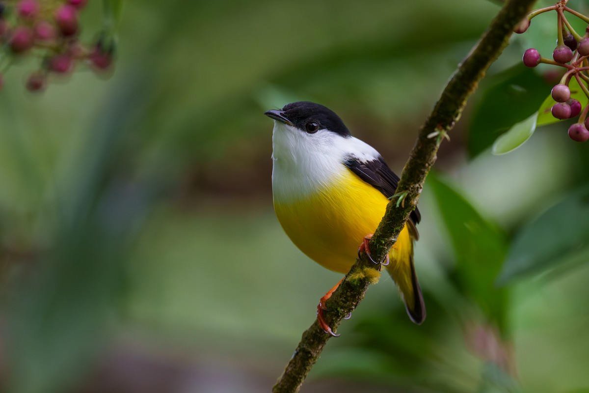 White-collared Manakin - ML613986469