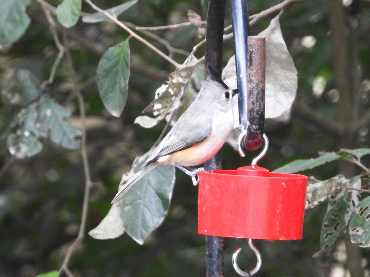 クロエボシガラ - ML613986474