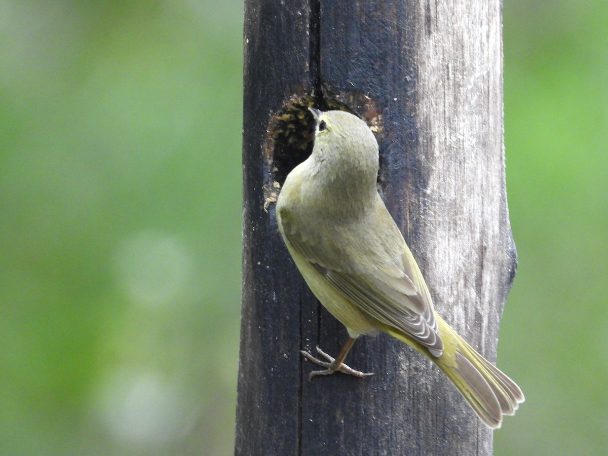 Orange-crowned Warbler - ML613986489