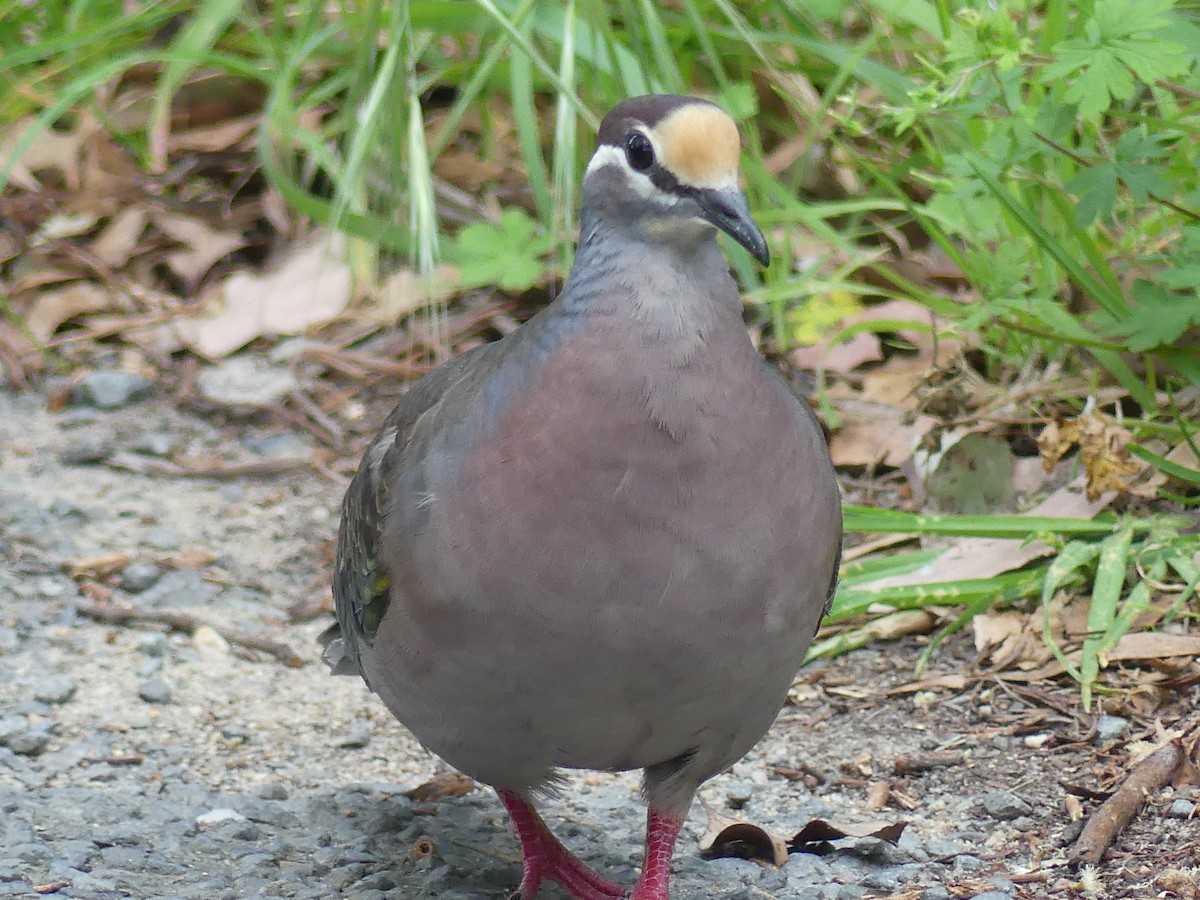 Common Bronzewing - Guy Michaud